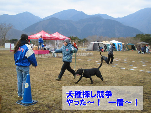 犬種探し