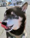ゆず助くん