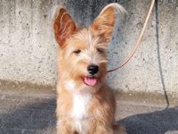 譲渡済犬