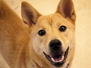 譲渡可能犬