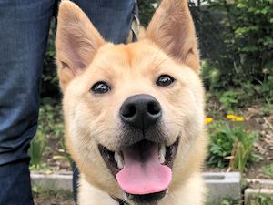 譲渡可能犬