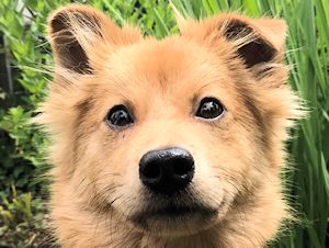 譲渡可能犬