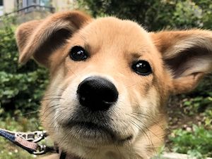 譲渡可能犬