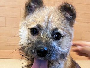 譲渡可能犬