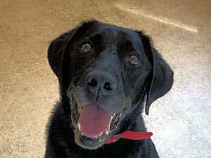 譲渡可能犬