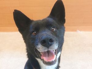 譲渡可能犬