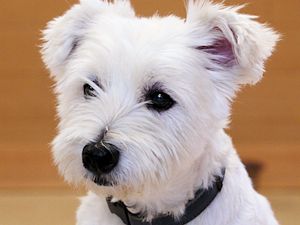 譲渡可能犬