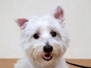 譲渡可能犬