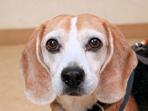 譲渡可能犬